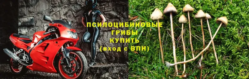 Псилоцибиновые грибы MAGIC MUSHROOMS  Верхняя Тура 